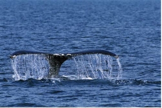 Visita a las ballenas